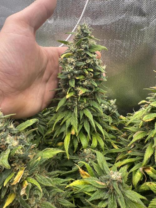 RQS White Widow 3Rd grow (low Budget). Week 21