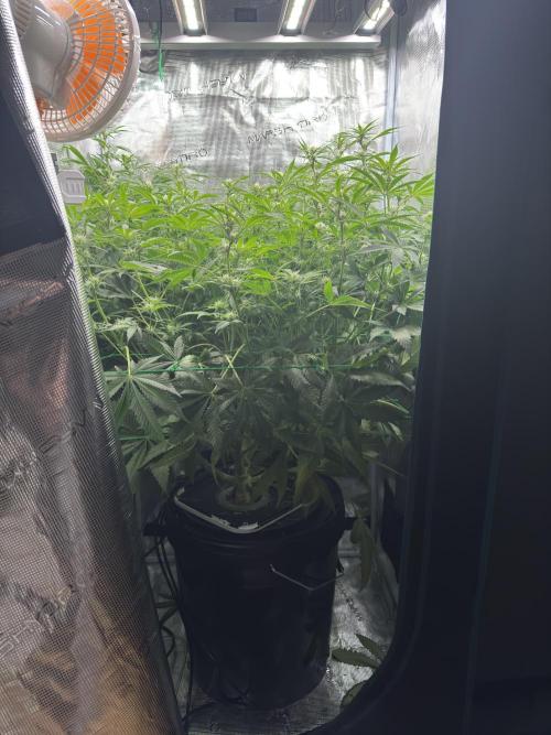7th grow 1st HYDRO! Blue gelato by RQS. Week 8