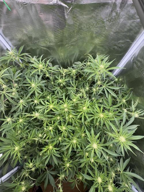 7th grow 1st HYDRO! Blue gelato by RQS. Week 8