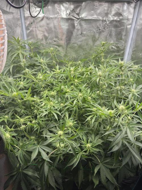 7th grow 1st HYDRO! Blue gelato by RQS. Week 8