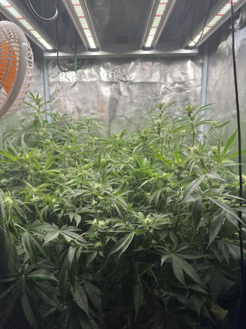 7th grow 1st HYDRO! Blue gelato by RQS. Week 8