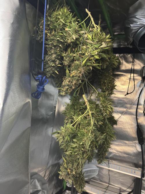 RQS White Widow 3Rd grow (low Budget). Week 22