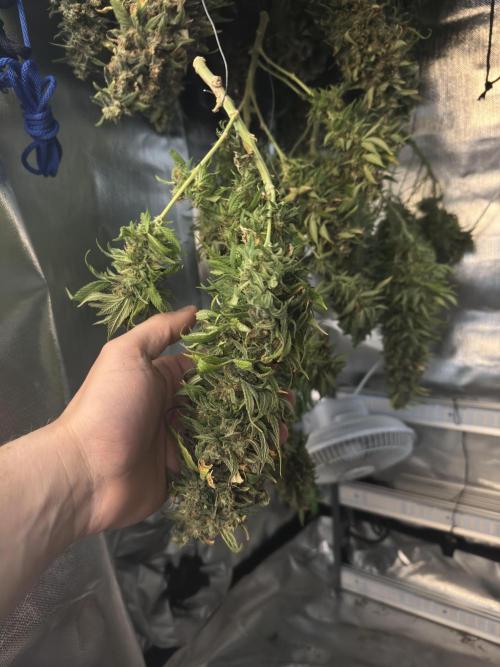 RQS White Widow 3Rd grow (low Budget). Week 22