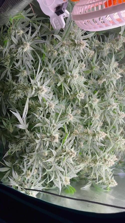 7th grow 1st HYDRO! Blue gelato by RQS