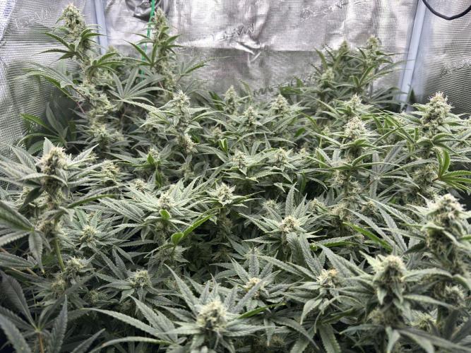 7th grow 1st HYDRO! Blue gelato by RQS. Week 10