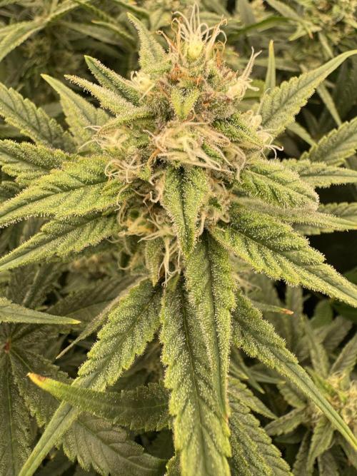 7th grow 1st HYDRO! Blue gelato by RQS. Week 10
