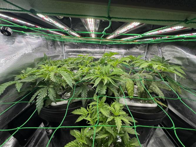 Grow no.9 tropicana cookies hydro. Week 3