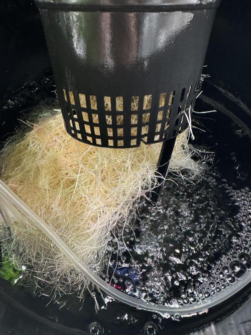 Grow no.9 tropicana cookies hydro. Week 3