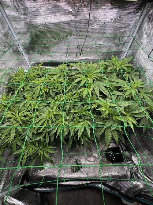 Grow no.9 tropicana cookies hydro. Week 4