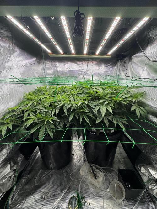 Grow no.9 tropicana cookies hydro. Week 4