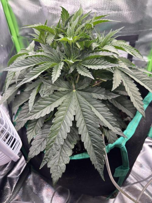 Skittlez Mother plant grow #11. Week 3