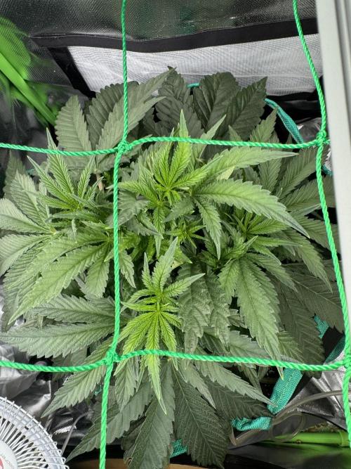 Skittlez Mother plant grow #11. Week 3