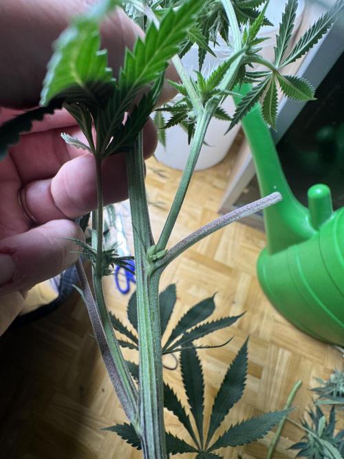 6th grow royal skywalker by RQS. Week 8