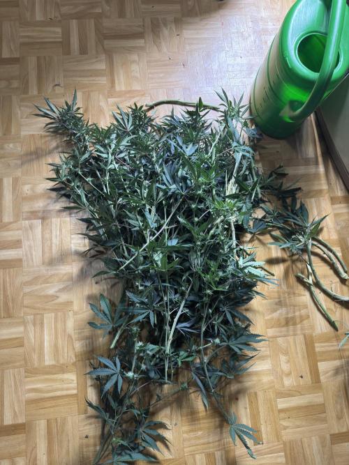 6th grow royal skywalker by RQS. Week 8