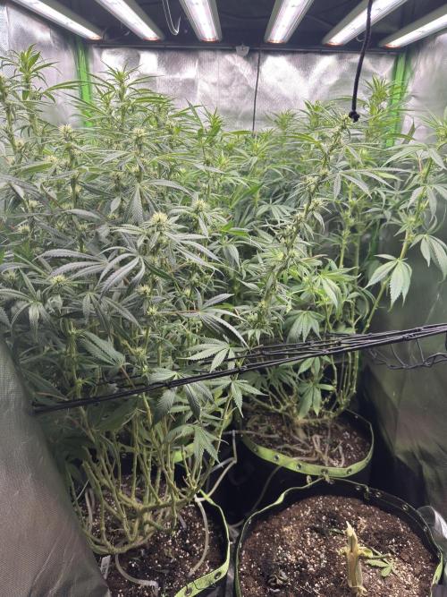 Biscotti. Week 13