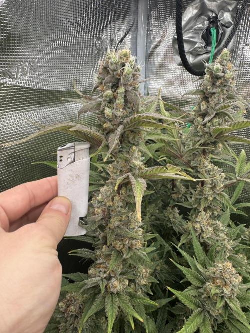 7th grow 1st HYDRO! Blue gelato by RQS. Week 11