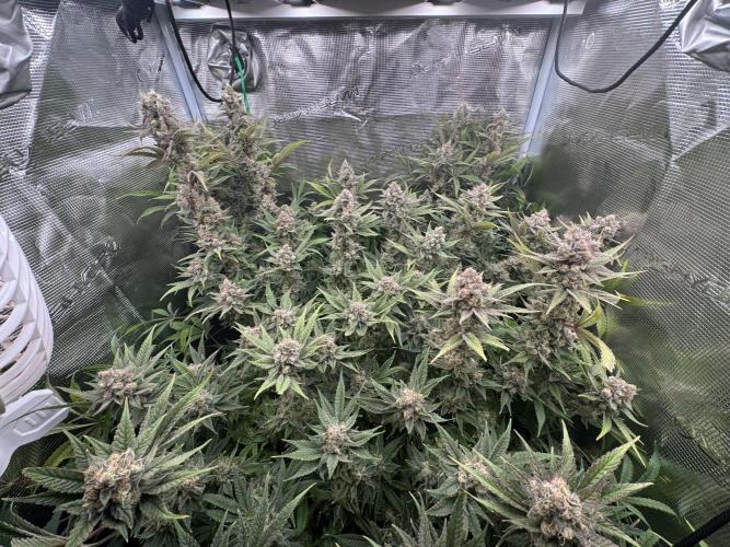 7th grow 1st HYDRO! Blue gelato by RQS. Week 11