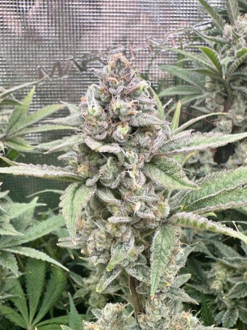7th grow 1st HYDRO! Blue gelato by RQS. Week 11