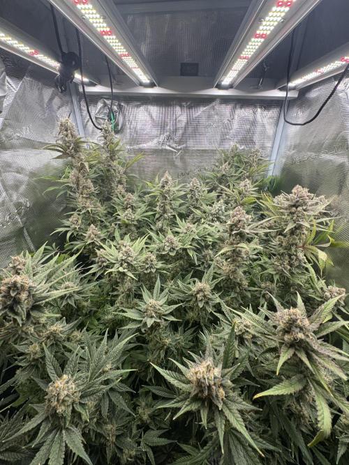 7th grow 1st HYDRO! Blue gelato by RQS. Week 11