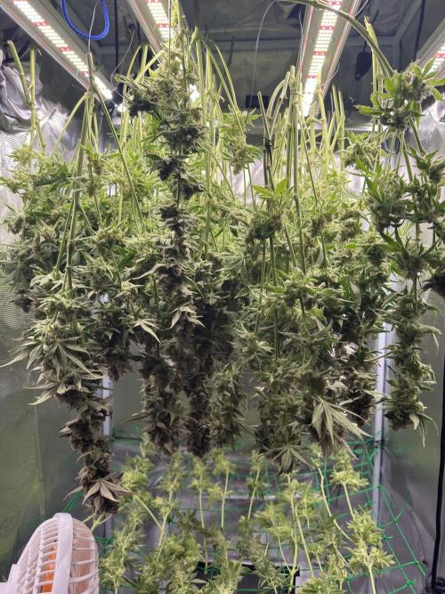 7th grow 1st HYDRO! Blue gelato by RQS. Week 11
