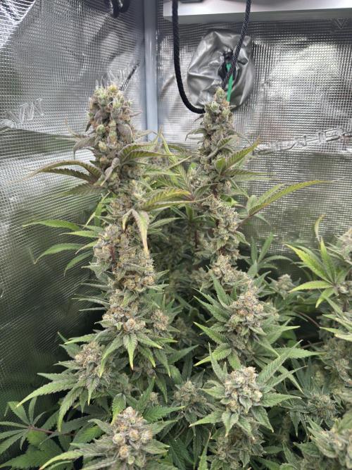7th grow 1st HYDRO! Blue gelato by RQS. Week 11
