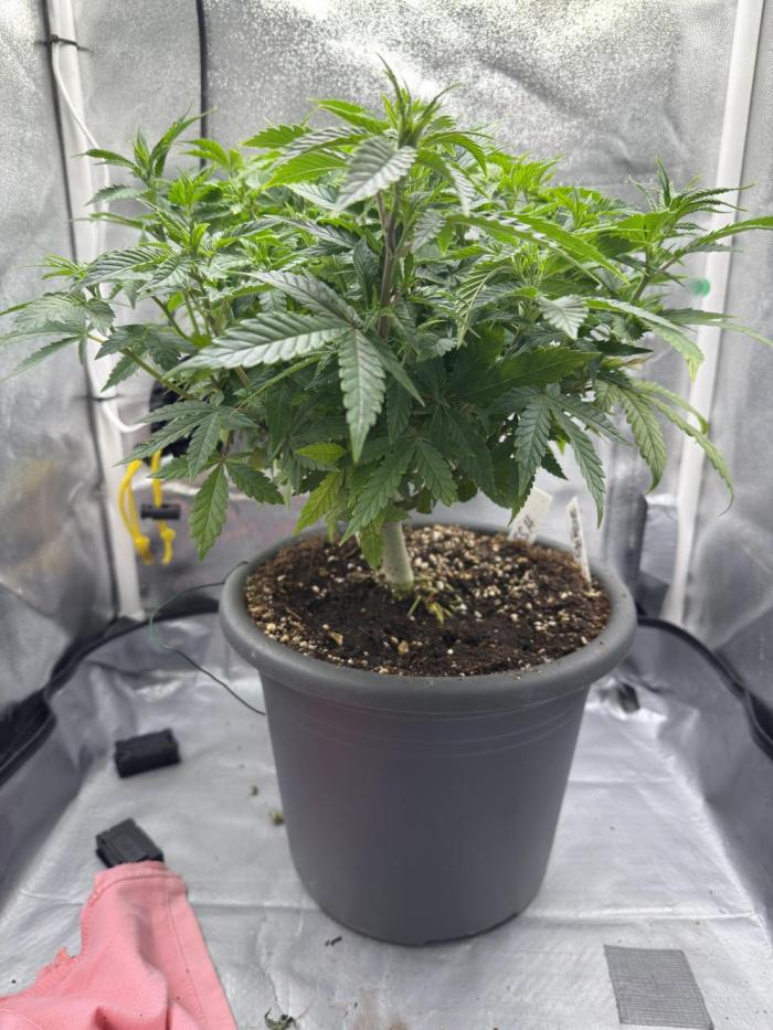 4th grow.Shining Silver Haze RQS. Week 16