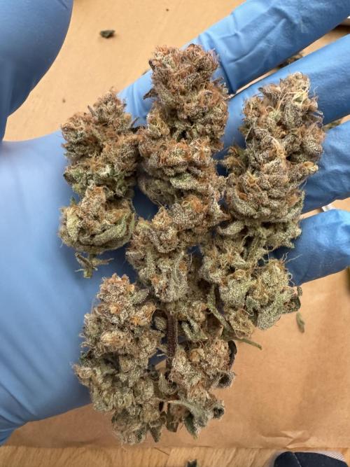 7th grow 1st HYDRO! Blue gelato by RQS. Week 11
