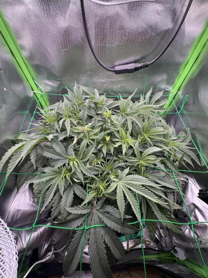 Skittlez Mother plant grow #11. Week 4