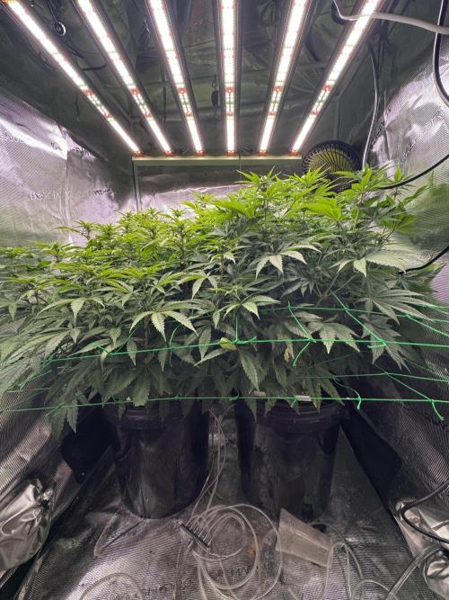 Grow no.9 tropicana cookies hydro. Week 6