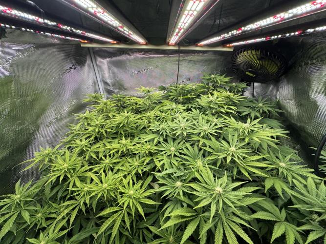 Grow no.9 tropicana cookies hydro. Week 6