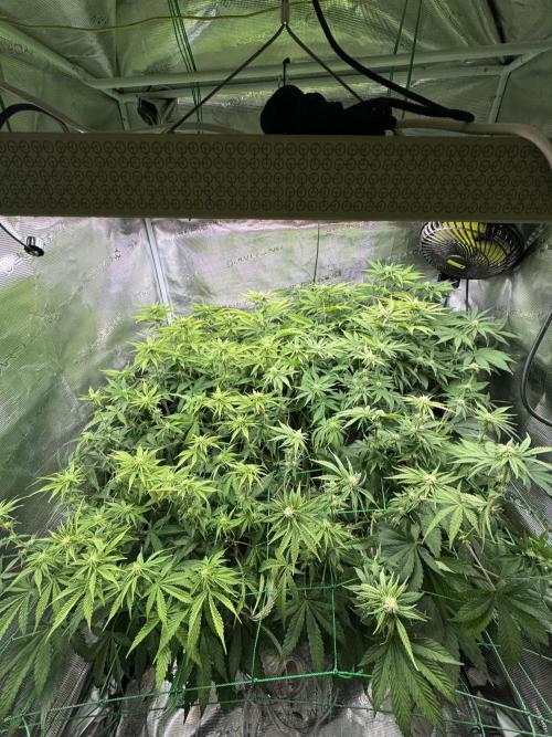 Grow no.9 tropicana cookies hydro. Week 6