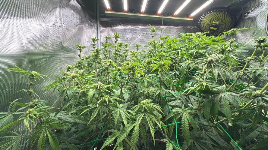 Grow no.9 tropicana cookies hydro. Week 6