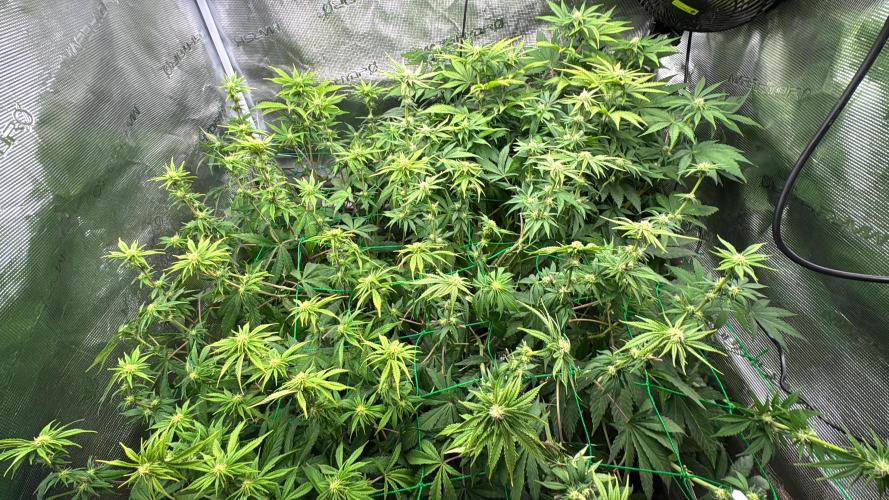 Grow no.9 tropicana cookies hydro. Week 6