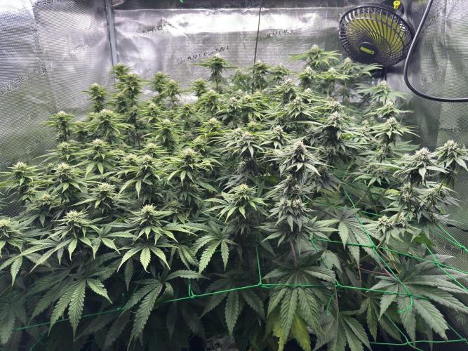 Grow no.9 tropicana cookies hydro. Week 7