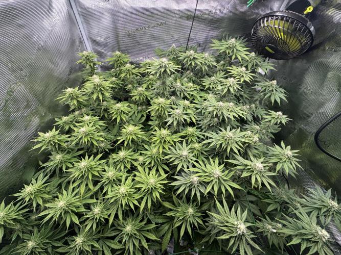 Grow no.9 tropicana cookies hydro. Week 7