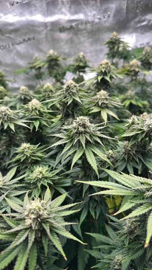 Grow no.9 tropicana cookies hydro. Week 9