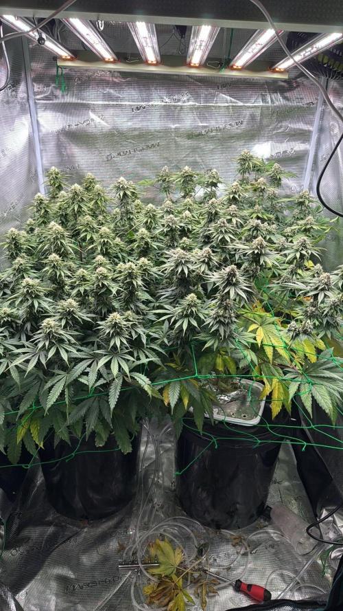 Grow no.9 tropicana cookies hydro. Week 9