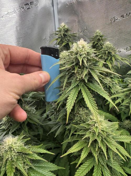 Grow no.9 tropicana cookies hydro. Week 9