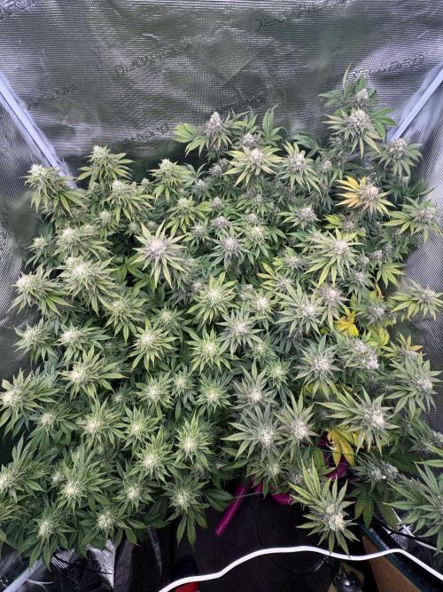 Grow no.9 tropicana cookies hydro. Week 9