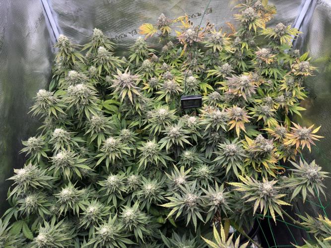 Grow no.9 tropicana cookies hydro. Week 11