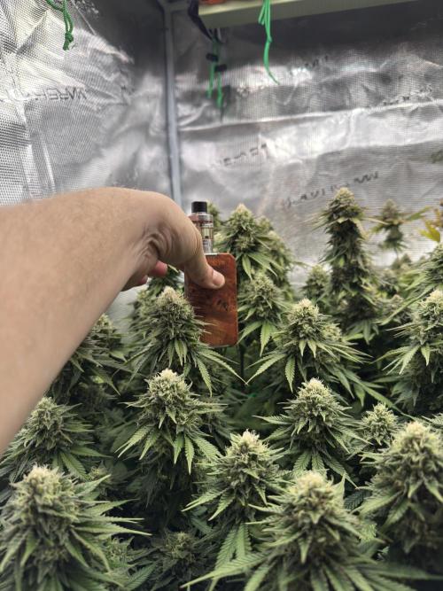 Grow no.9 tropicana cookies hydro. Week 11