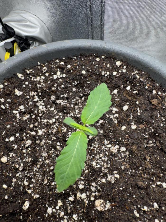 Mimosa evo Mother plant. Week 0