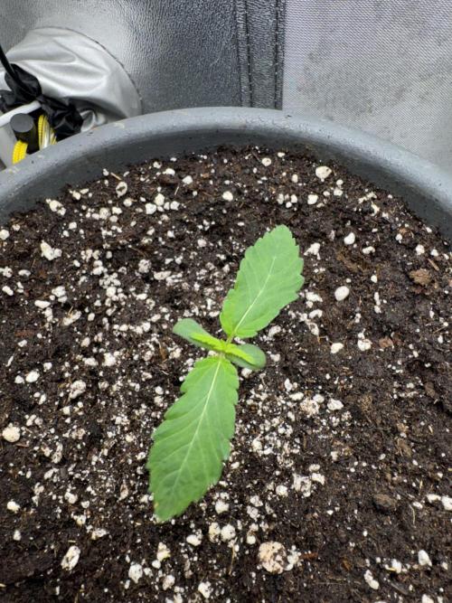 Mimosa Evo. Week 0