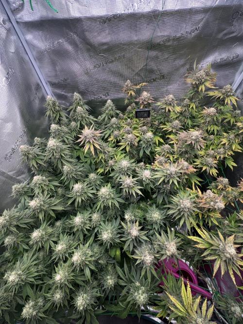 Grow no.9 tropicana cookies hydro. Week 11