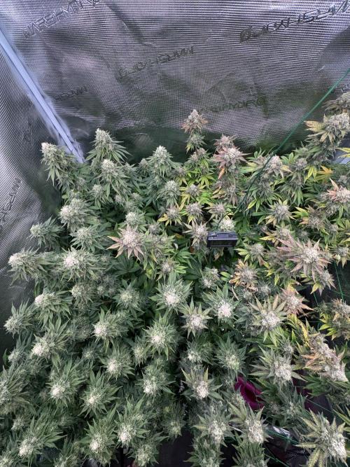 Grow no.9 tropicana cookies hydro. Week 11