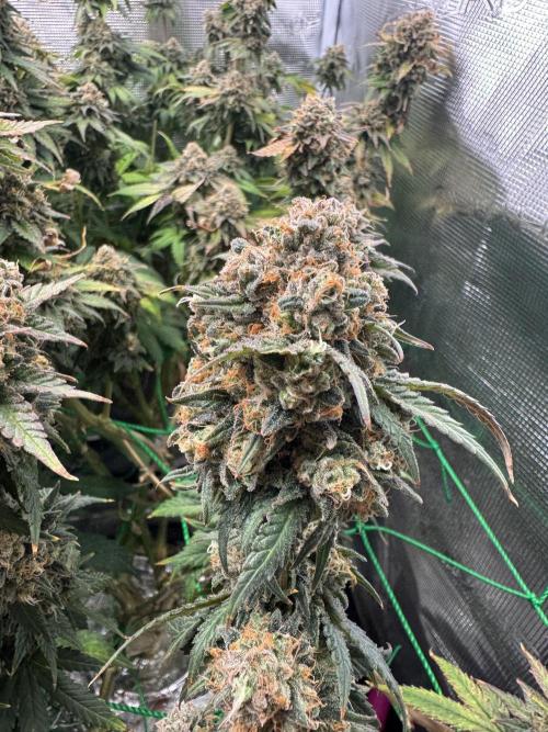 Grow no.9 tropicana cookies hydro. Week 12