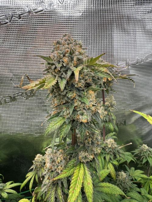 Grow no.9 tropicana cookies hydro. Week 12