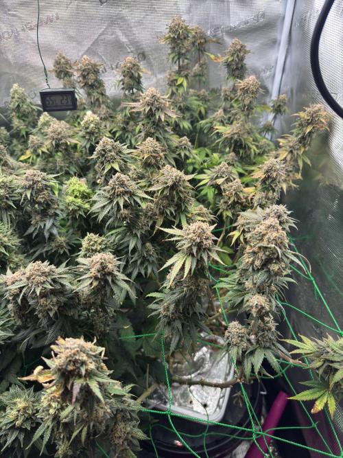 Grow no.9 tropicana cookies hydro. Week 12