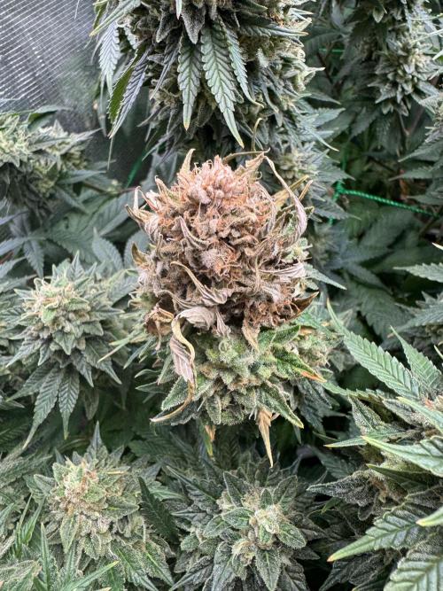 Grow no.9 tropicana cookies hydro. Week 12