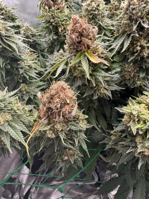 Grow no.9 tropicana cookies hydro. Week 12